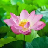 Lotus avatar