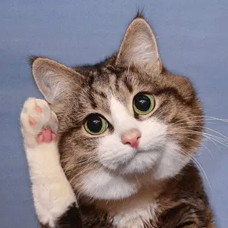 🔎 RexieCat avatar